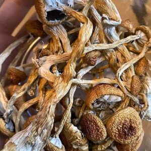 Albino Penis Envy Mushrooms