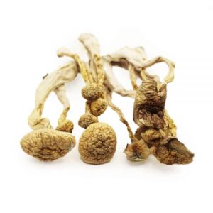 Albino A+ Mushrooms