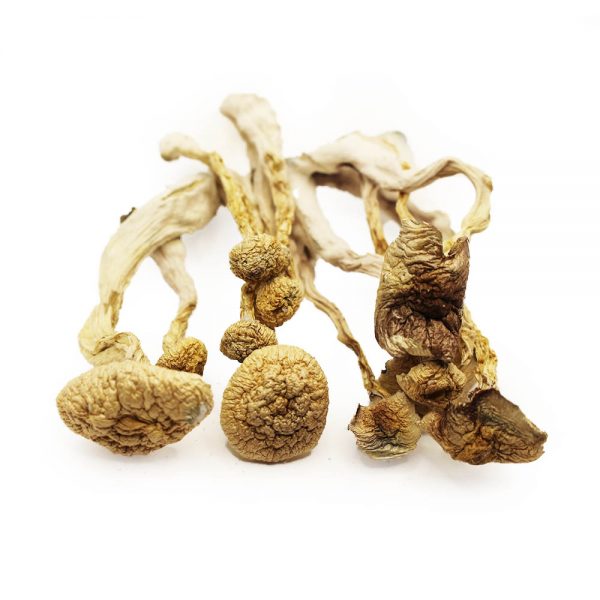 Albino A+ Mushrooms