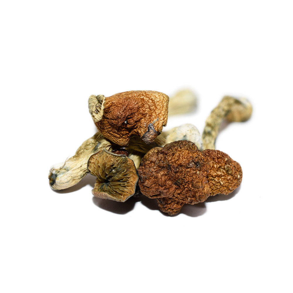 African Goliath – Shrooms