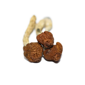 Apex Shrooms