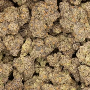 Compton Landrace Strain