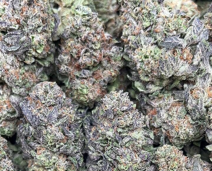 Magnum Opus – PK364 Regular