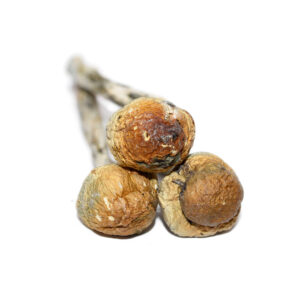 Mazatapec Shrooms