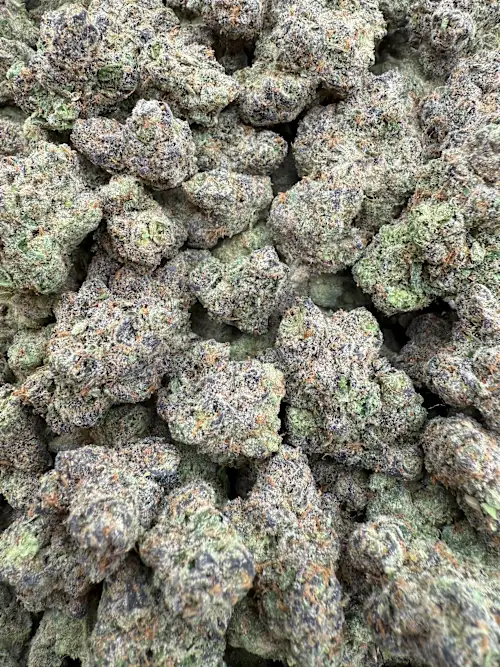OGKB Strain