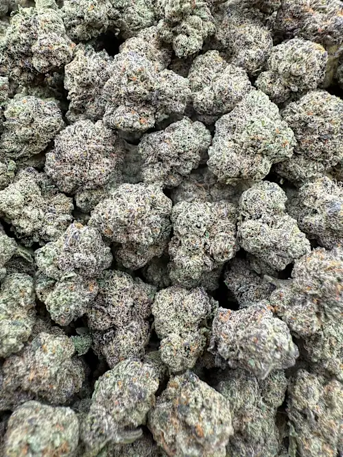 Original Glue (Gg#4) Strain