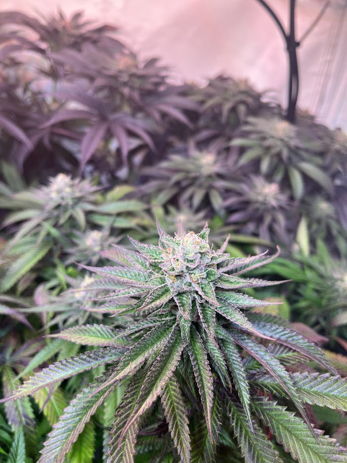 Detailed view of flourishing cannabis plant with vibrant leaves indoors.